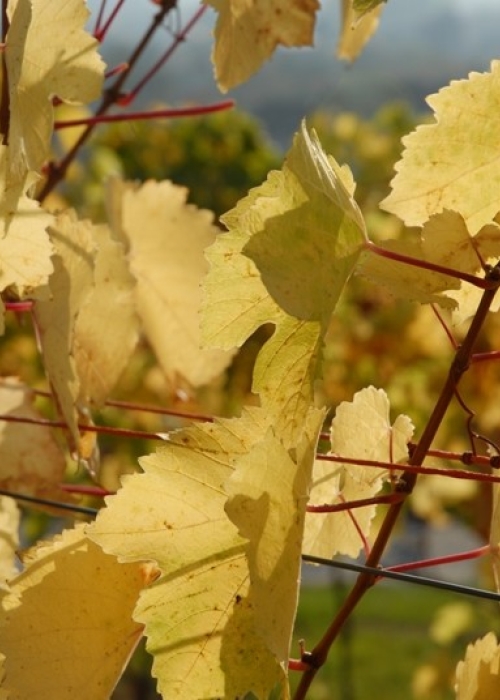 Riesling Blaetter gelb 10
